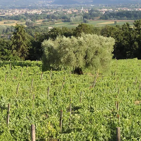 Azienda Agricola Fabbrica Di San Martino * Лукка