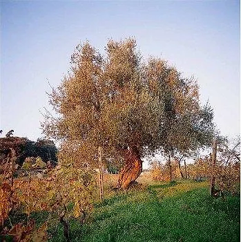 Azienda Agricola Fabbrica Di San Martino Летний дом *