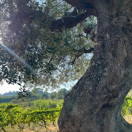 Azienda Agricola Fabbrica Di San Martino Country house